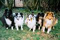 sheltie csald