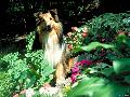 Collie